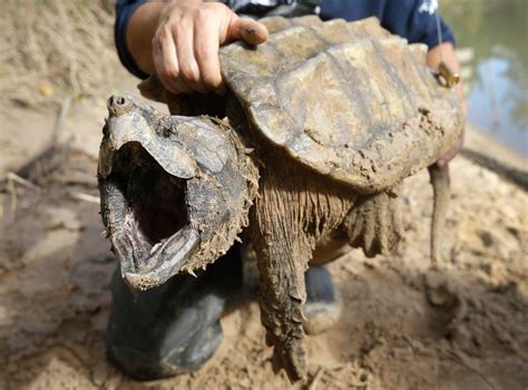 深圳哪裏有賣鱷龜？這問題看似簡單，實則牽涉到動物保護、生態平衡與法律執法等多方面議題。